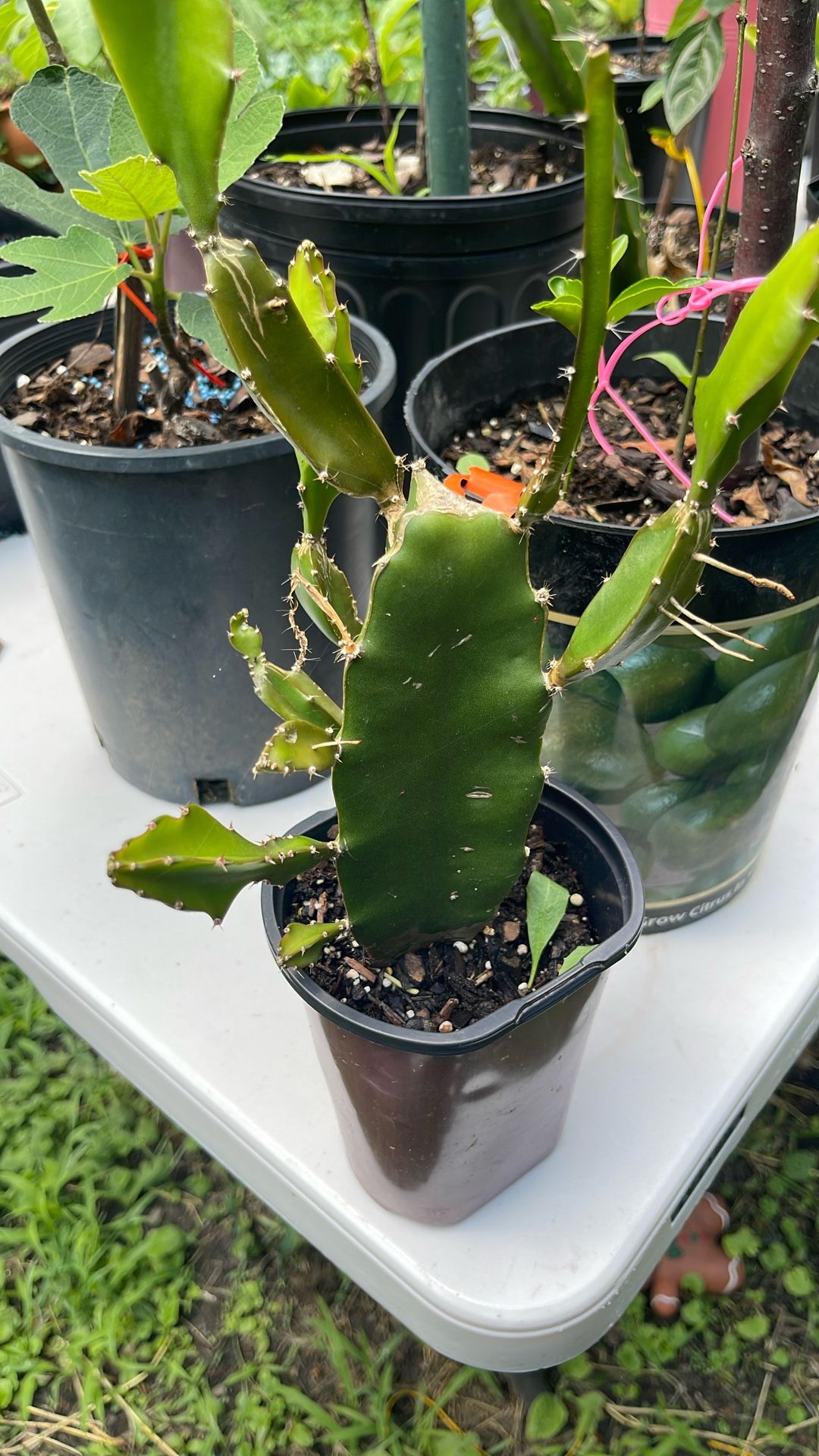 Dragon Fruit