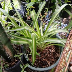 Spider Plants 