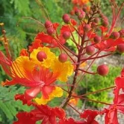 Prode Of Barbados 1gallon 1.5 Ft Tall