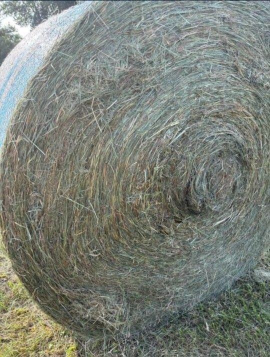 1st Cutting Round Bales