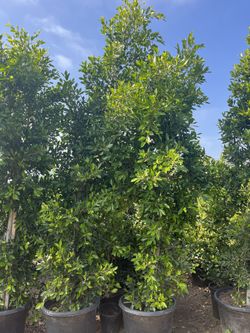 9ft Privacy Hedge Ficus Indian Laurel