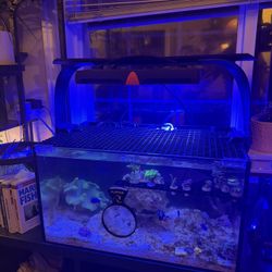 Neptune SKY LED (2) With RMS arms