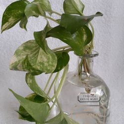Live Plant in Water