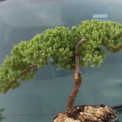 Bonsai Trees 10yr. Old Trees