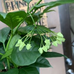 Hoya Multiflora Indoor Plants