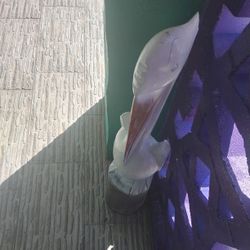 Hand Carved Pelican