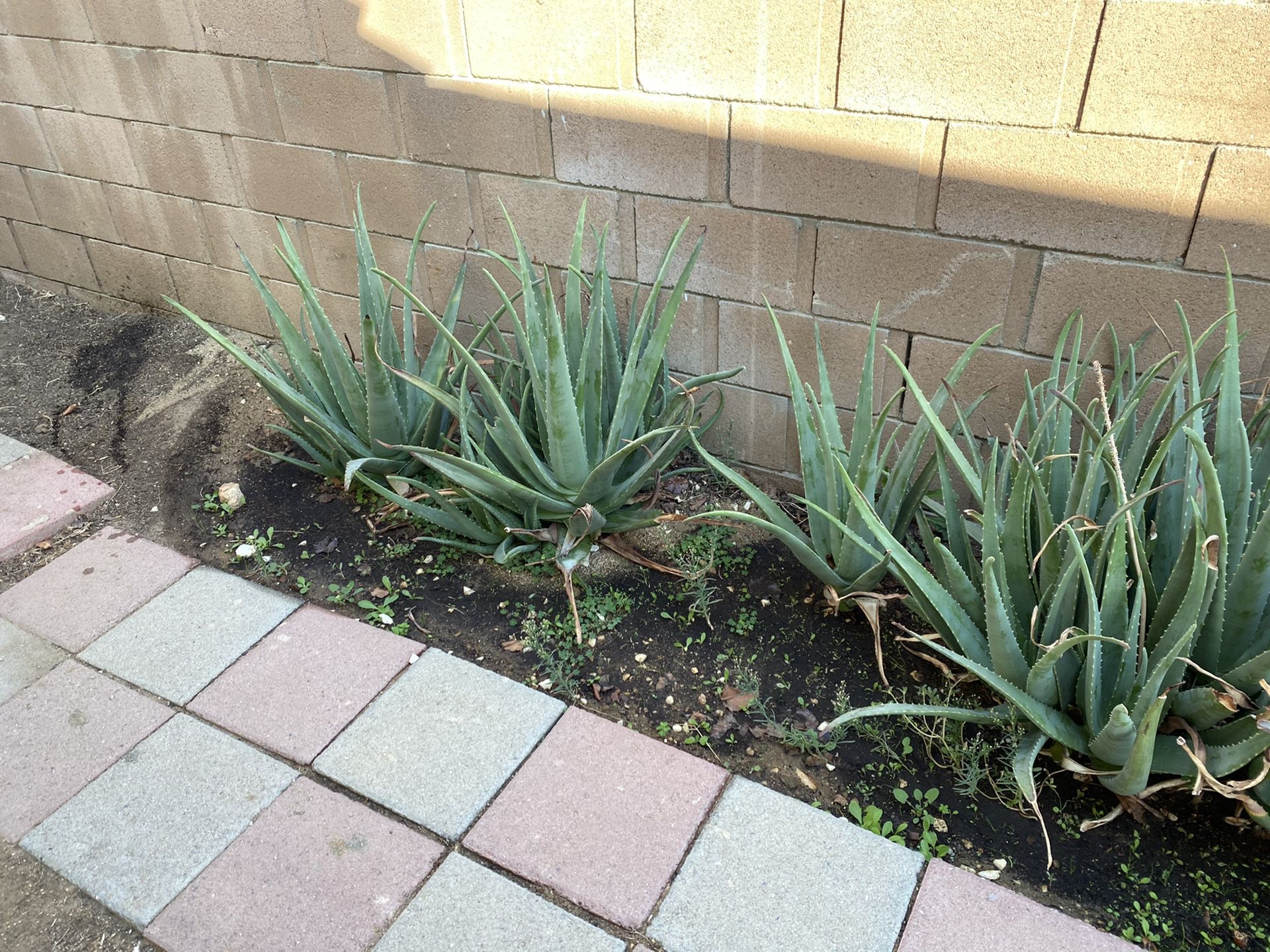 Aloe Vera - Free - You Dig Out