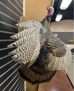 Turkey