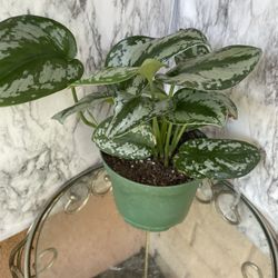 HERMOSAS PLANTAS NATURALES “ZATIN POTHOS PLANT 