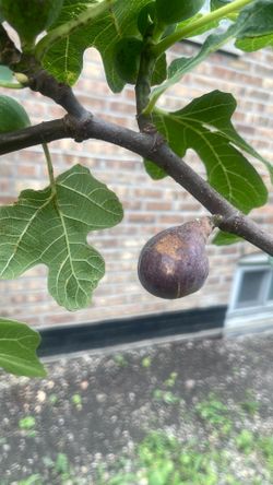 Chicago hardy fig tree