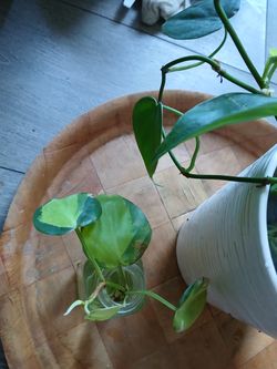 Plants