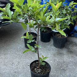 (White)Guava Plant 