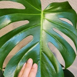 Monstera Plant 