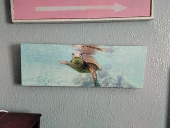 Turtle picture