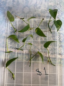 Golden pothos cuttings