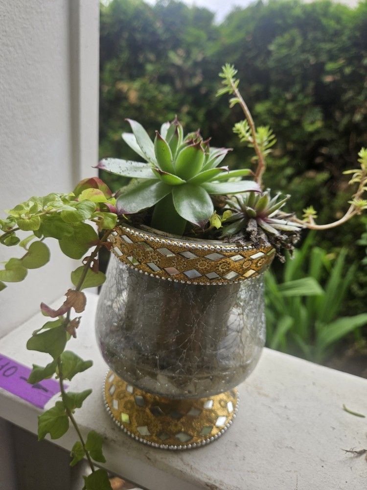 Plant Succulent In Glass Decoration Pot, Inside Or Outside