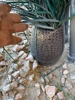 Fake plants +FREE POT