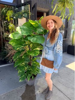 14” XXX Large Hawaiian Pothos 💛💚💛