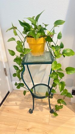 Large pothos plants