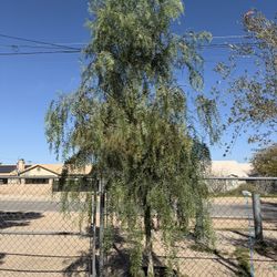 Pirul 24 Galones🌳