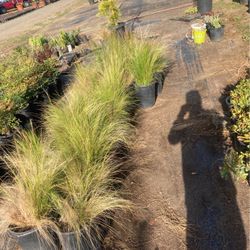 Mexican Feather Grass