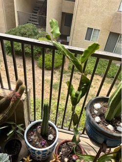 Dragon fruit plant XL
