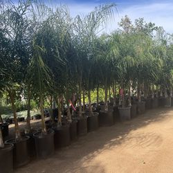 15 Gallon Size Queen Palm Trees - Approximately 6-8 Feet Tall 