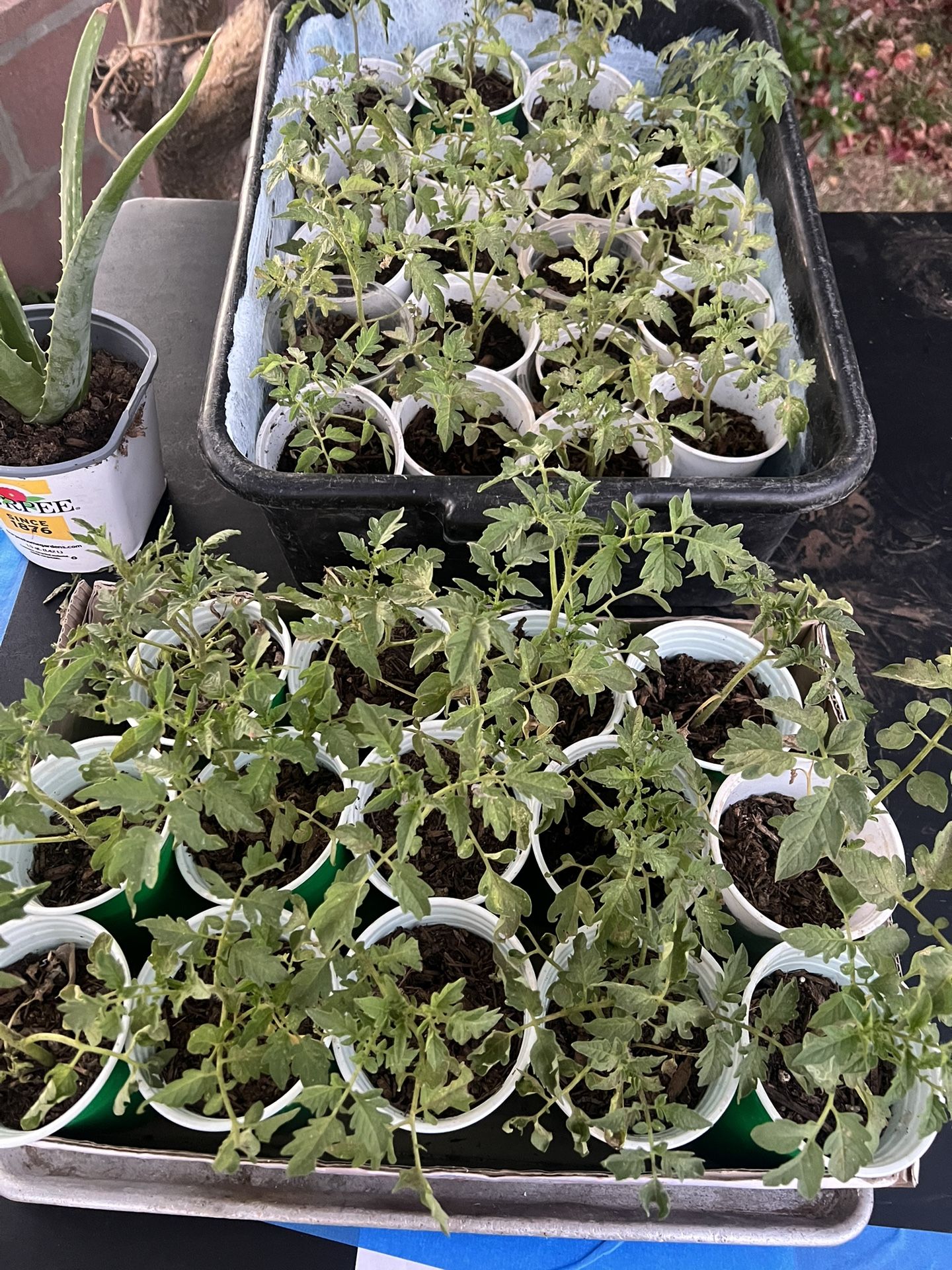 Small Tomato Plant