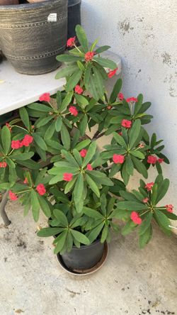 Plant