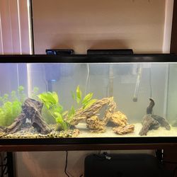 55 Gallon Fish Tank with Stand