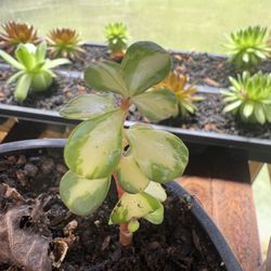 Succulent Mini