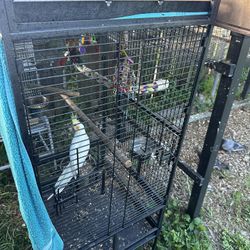 Bird Cage / Jaula