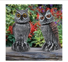 Outdoor owls