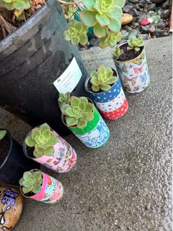 Succulents