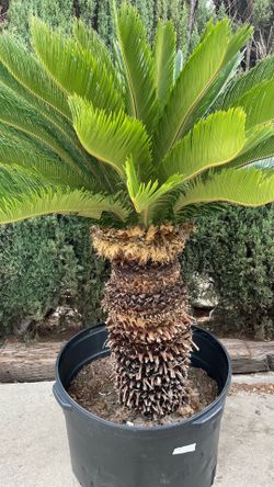 SAGO PALMS