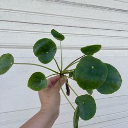 Pilea plant CUTTING