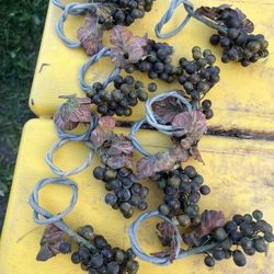 Napkins Rings Set 4 Dlrs