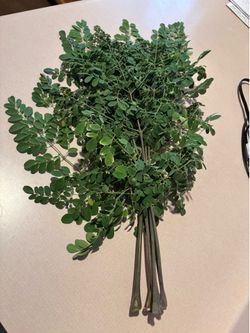 Fresh bundle of Moringa (Malunggay) Leaves in 7 Bundles