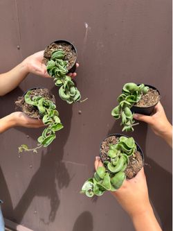 4” variegated Hoya compacta hindú rope ( price is for each )