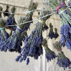 Lavender  By Pound Or Bag , Sachets