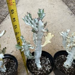 Specialty***(6”pot) Dragon Tree Bone Cactus Euphorbia , 95820