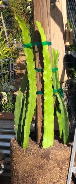 Dragon fruit cuttings
