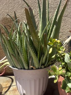 Super Heavy Potted Aloe