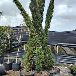 Italian Cypress 15 Ft Tall