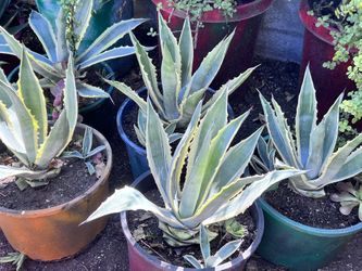Succulent Agave Americana Variagated Marginata Century  plant 