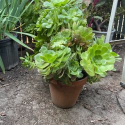 Plants Grande De Suculenta