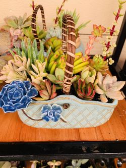 Ceramic basket pot succulent arrangements