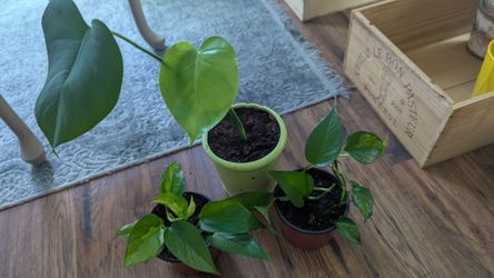 Plants