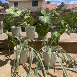 Houseplants $6 each (incl 6" ceramic pot)  Zip-89117