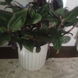 $5 Plants 